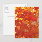 Carte Postale Feuilles d'érable lumineuses (Devant / Derrière)