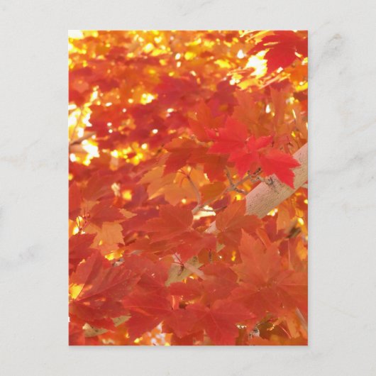 Carte Postale Feuilles d'érable lumineuses (Devant)