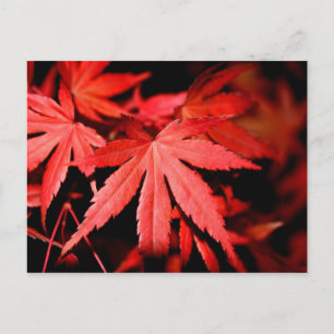 Carte Postale Feuilles d'érable - Rouge