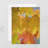 Carte Postale feuilles d'érable rouge et jaune, dans le sud (Devant / Derrière)