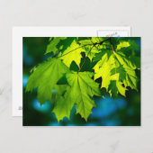 Carte Postale Feuilles d'érable vert frais (Devant / Derrière)