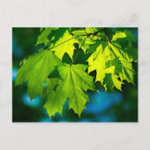 Carte Postale Feuilles d'érable vert frais (Devant)