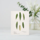 Carte Postale Feuilles d'olive (Olea Europaea) (Debout devant)