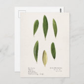 Carte Postale Feuilles d'olive (Olea Europaea) (Devant / Derrière)