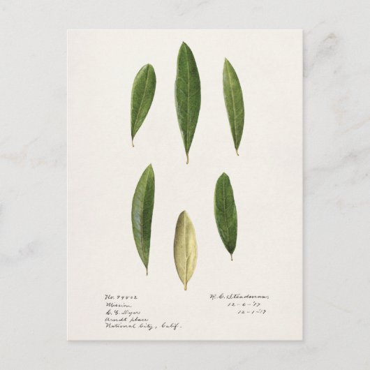 Carte Postale Feuilles d'olive (Olea Europaea) (Devant)
