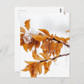 Carte Postale Feuilles d'orange en hiver (Devant / Derrière)