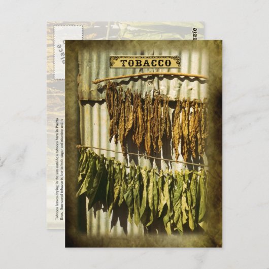 Carte Postale Feuilles du tabac séché (Devant / Derrière)