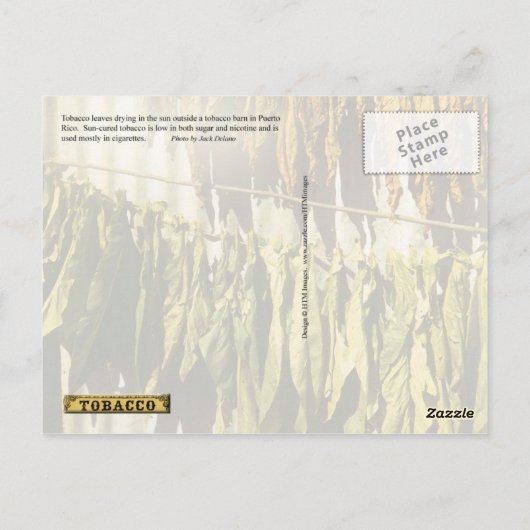 Carte Postale Feuilles du tabac séché (Dos)