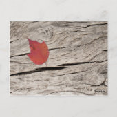 Carte Postale Feuilles et fleurs d'automne séchées Numéro de tab (Dos)