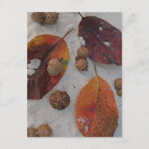 Carte Postale Feuilles et glands d'automne orange