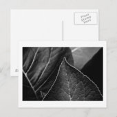 Carte Postale feuilles étant (Devant / Derrière)