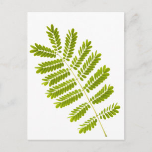 Carte Postale Feuilles fermiers isolés