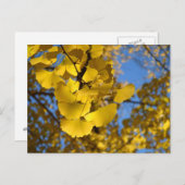 Carte Postale Feuilles Ginkgo (Devant / Derrière)