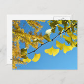 Carte Postale Feuilles Ginkgo en automne (Devant / Derrière)