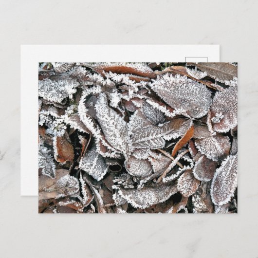CARTE POSTALE FEUILLES HIVER (Devant / Derrière)