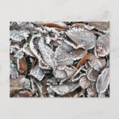 CARTE POSTALE FEUILLES HIVER (Devant)