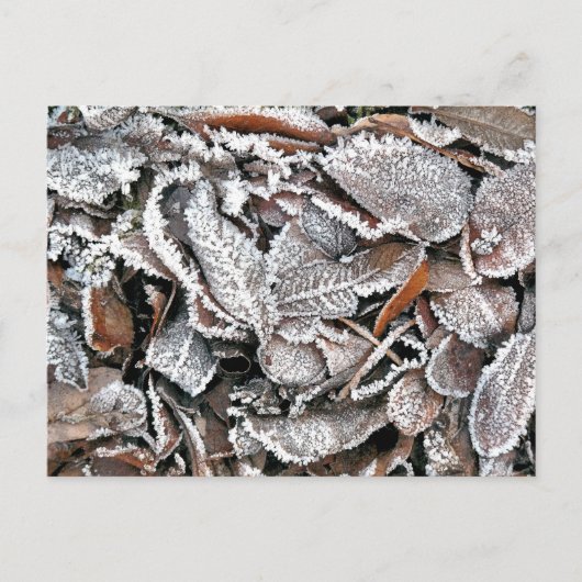 CARTE POSTALE FEUILLES HIVER (Devant)
