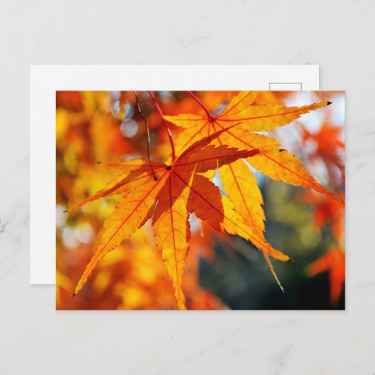 Carte Postale Feuilles japonais d'érable en automne (Devant / Derrière)