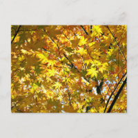 Feuilles japonais d'érable en automne