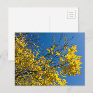 Carte Postale Feuilles jaunes sur le cendrier automnal avec ciel