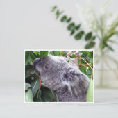Carte Postale feuilles koala (Debout devant)