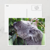 Carte Postale feuilles koala (Devant / Derrière)