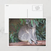 Carte Postale feuilles koala (Devant / Derrière)