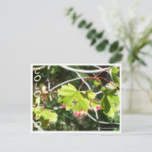 Carte Postale Feuilles lumineux -CO (Debout devant)