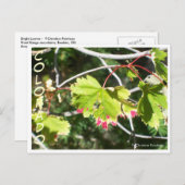 Carte Postale Feuilles lumineux -CO (Devant / Derrière)