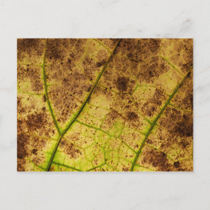 Carte Postale Feuilles - Macro Image Automne Feuillage Automne