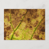Carte Postale Feuilles - Macro Image Automne Feuillage Automne (Devant)