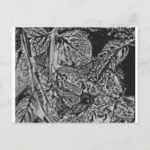 Carte Postale Feuilles noires (Dos)