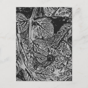 Carte Postale Feuilles noires