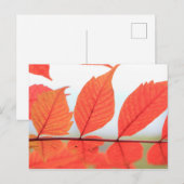 Carte Postale Feuilles oranges d'automne (Devant / Derrière)