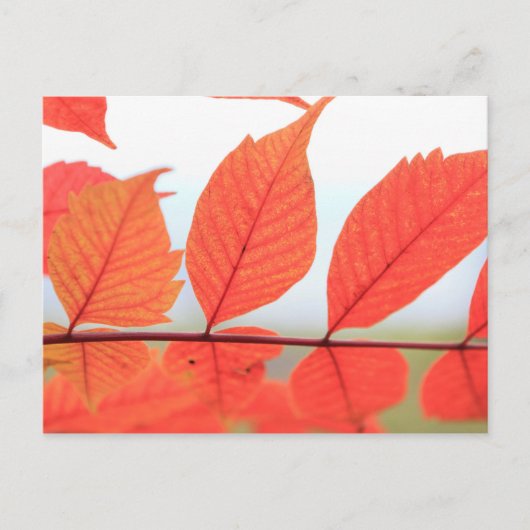 Carte Postale Feuilles oranges d'automne (Devant)
