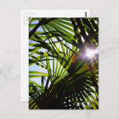 Carte Postale Feuilles Palm (Devant / Derrière)