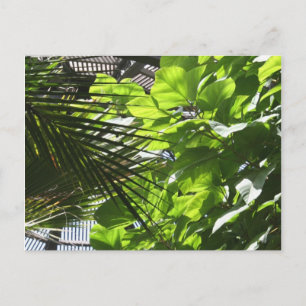 Carte Postale Feuilles plantes contre Louvers au bâtiment botani
