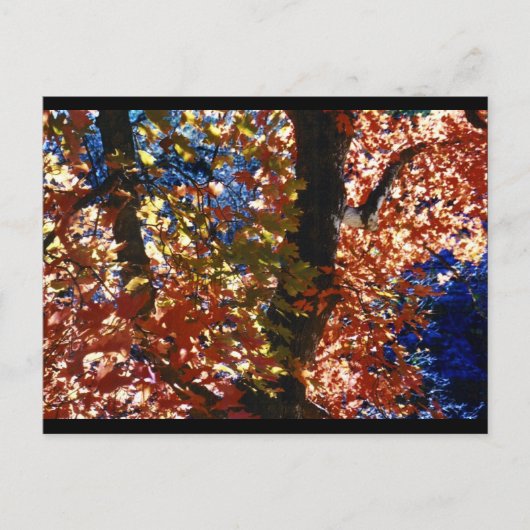 Carte Postale Feuilles psychédéliques (Devant)