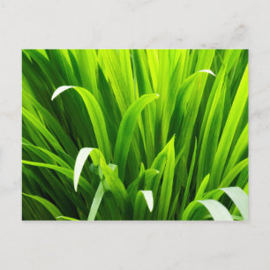 Carte Postale Feuilles rétro-éclairées dans un jardin