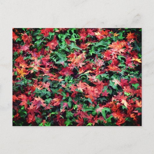 Carte Postale Feuilles - Rouge et Vert (Devant)
