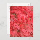 Carte Postale Feuilles rouges (Devant / Derrière)