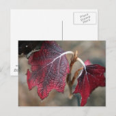 Carte Postale Feuilles rouges (Devant / Derrière)