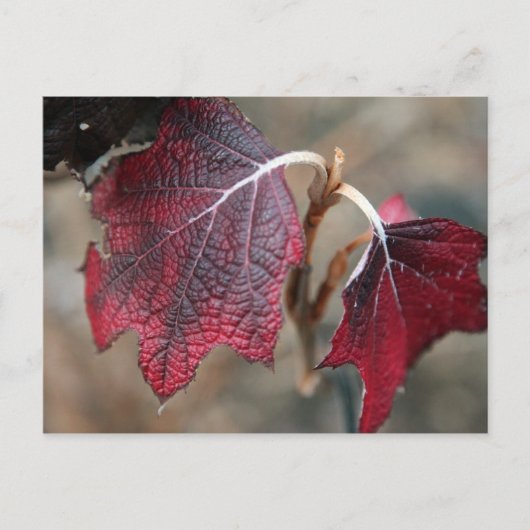 Carte Postale Feuilles rouges (Devant)