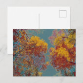 Carte Postale Feuilles rouges (Devant / Derrière)