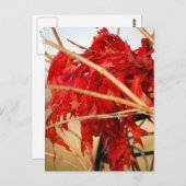 Carte Postale Feuilles rouges automne/automne (Devant / Derrière)