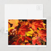 Carte Postale Feuilles rouges feuilles jaunes feuilles d'automne (Devant / Derrière)