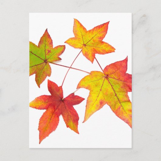 Carte Postale Feuilles rouges jaunes et vertes d'automne (Devant)
