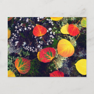 Carte Postale Feuilles sur un rocher recouvert de lichen, Montag