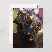 Carte Postale Feuilles tombés (Devant / Derrière)