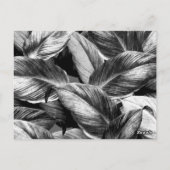 Carte Postale Feuilles tropicaux 8 (Dos)